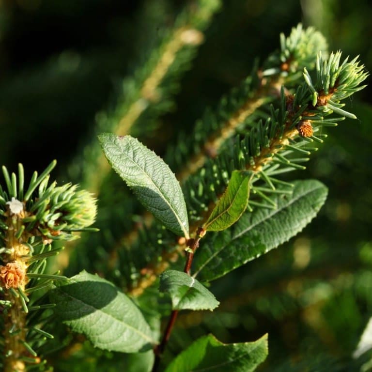 Épicéas et plantes compagnes