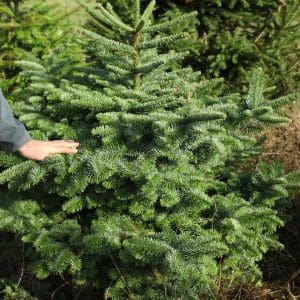 Sapin Nobilis 150/175 cm – livraison et installation à domicile à Rennes