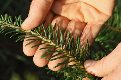 Des aiguilles de sapin Grandis