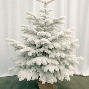 Sapin Nordmann Floqué Blanc