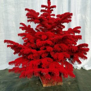 Sapin Nordmann Floqué Rouge