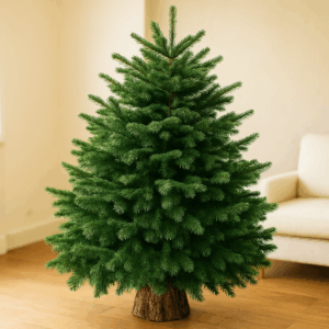 Sapin de noël Nordmann