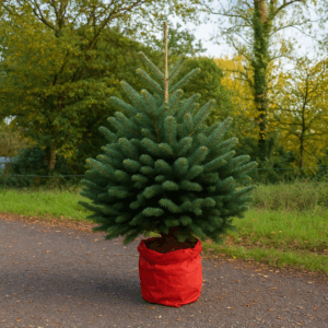 Nordmann en pot