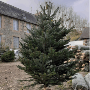 Port harmonieux, élégant, résistant à la perte d'aiguilles.