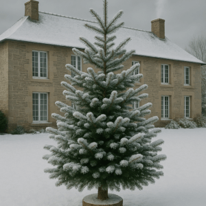 Snow flocked Christmas tree with natural branches – Sapin de Noël Rennes